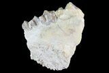Oreodont (Leptauchenia) Jaw Section - South Dakota #73649-1